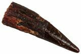 Fossil Pterosaur (Siroccopteryx) Tooth - Morocco #297819-1